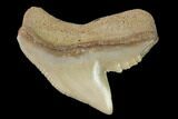 Fossil Tiger Shark (Galeocerdo) Tooth - Aurora, NC #143937-1